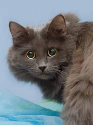 Nebelung