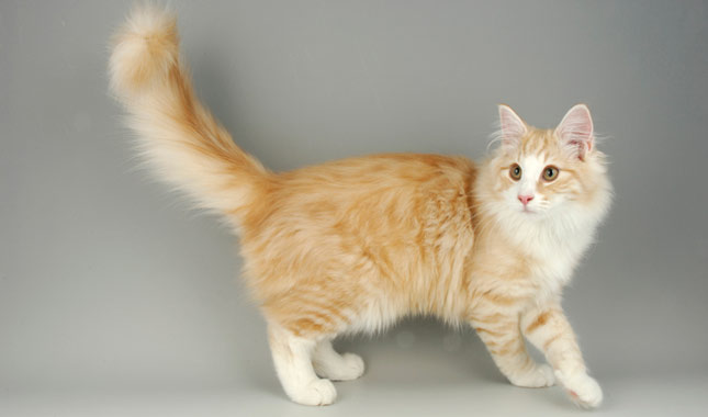 Norwegian Forest Cat