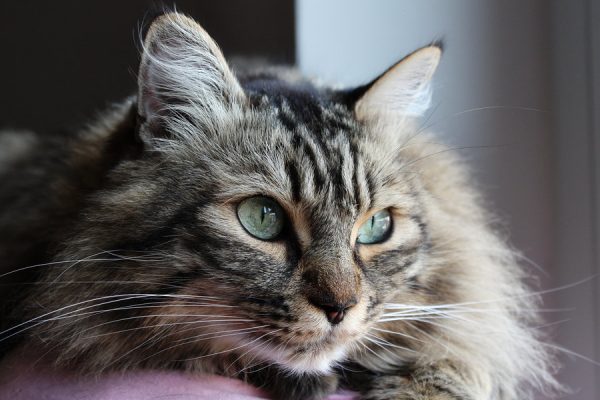 Norwegian Forest Cat