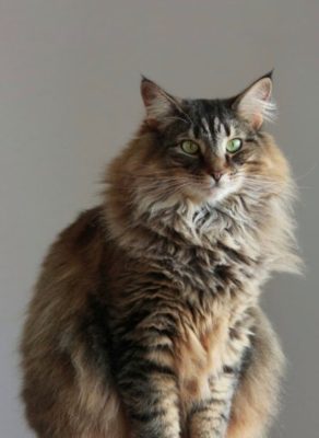 Norwegian Forest Cat
