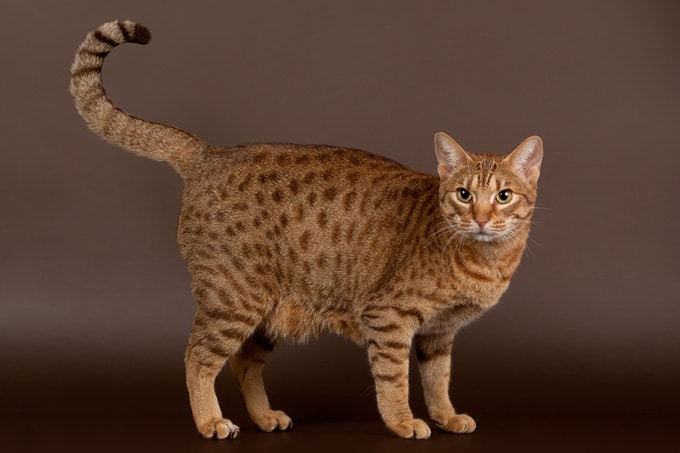 Ocicat