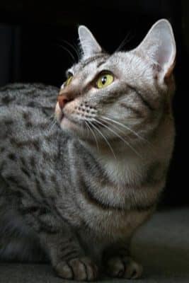 Ocicat