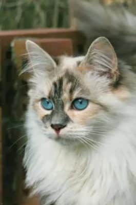 Ojos Azules Longhair