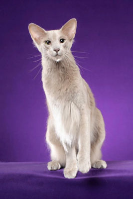 Oriental Longhair