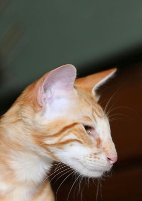 Oriental Longhair