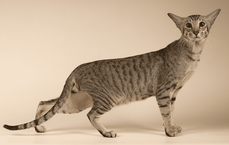 Oriental Shorthair
