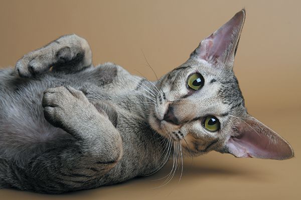 Oriental Shorthair