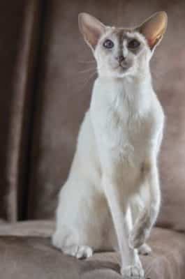 Oriental Shorthair