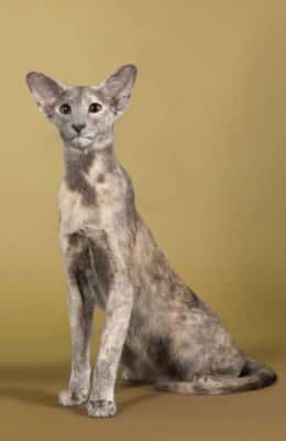 Oriental Shorthair