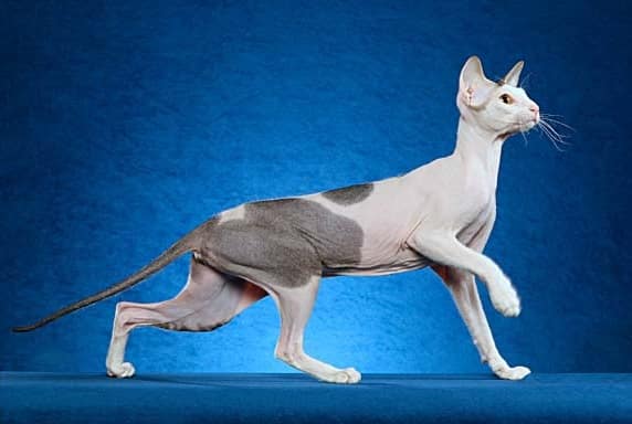 Peterbald