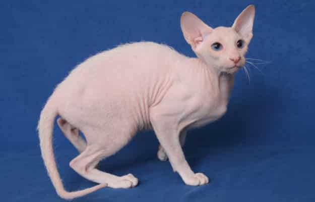 Peterbald