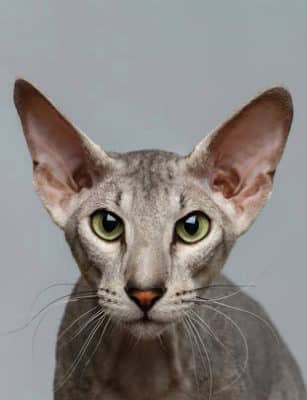 Peterbald