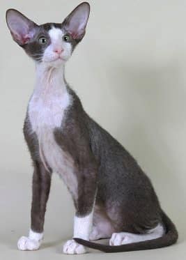 Peterbald