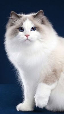 Ragdoll