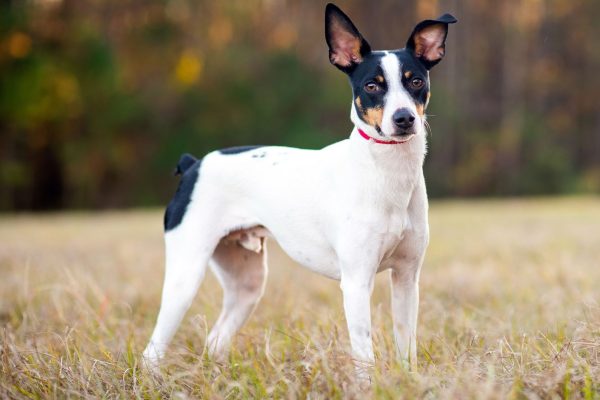 Rat Terrier