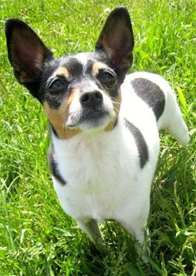 Rat Terrier