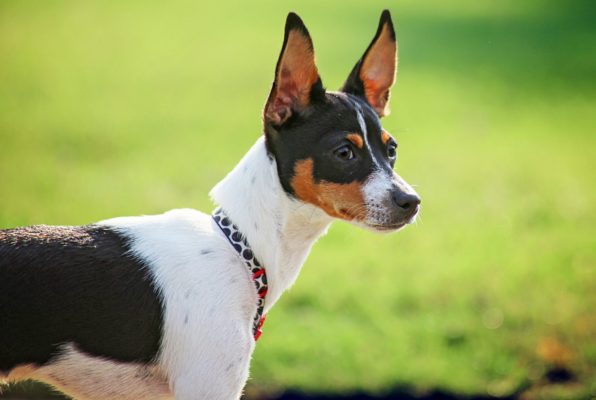 Rat Terrier