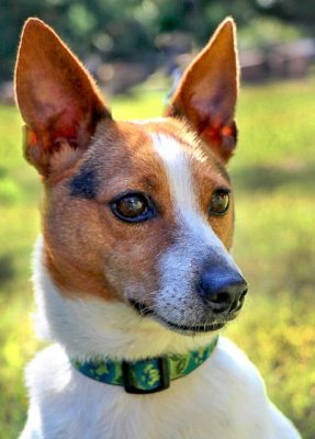 Rat Terrier