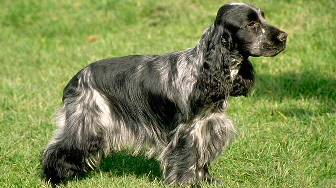 Russian Spaniel