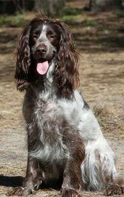 Russian Spaniel