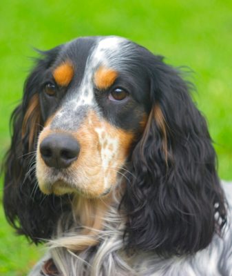 Russian Spaniel
