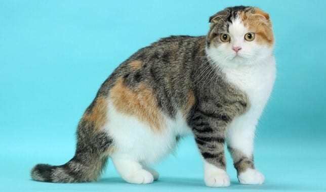 Scottish Fold