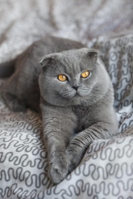 Scottish Fold