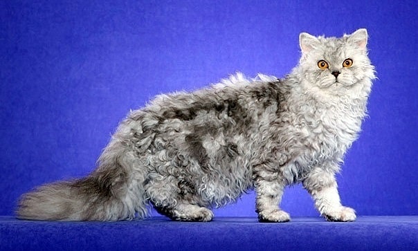 Selkirk Rex Longhair