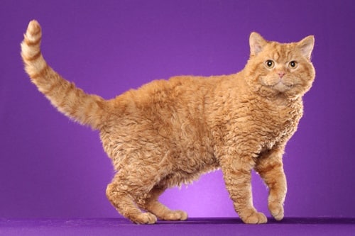 Selkirk Rex Shorthair