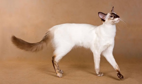 Seychellois Longhair