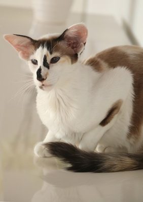 Seychellois Longhair