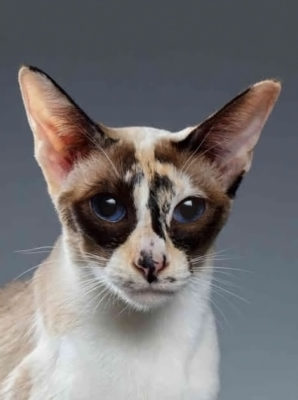 Seychellois Longhair