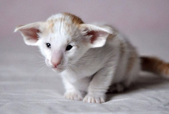 Seychellois Longhair