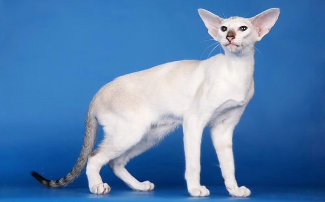 Seychellois Shorthair