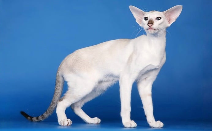 Seychellois Shorthair