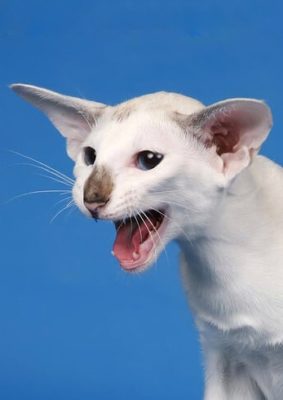 Seychellois Shorthair