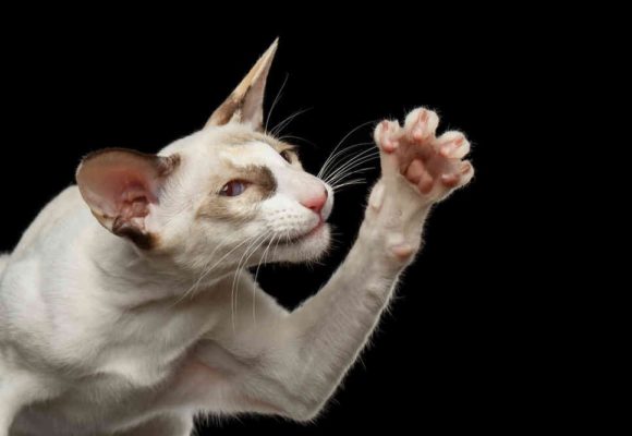 Seychellois Shorthair