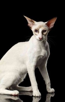 Seychellois Shorthair