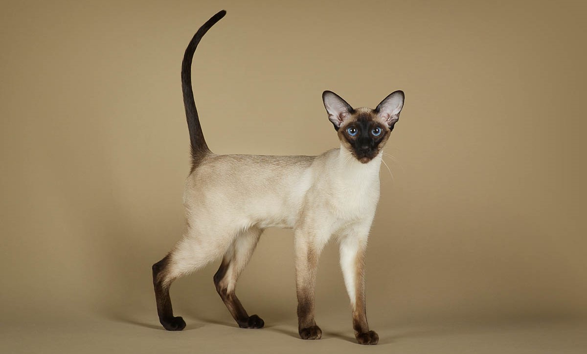 Siamese