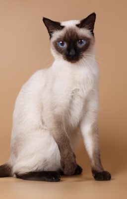 Siamese