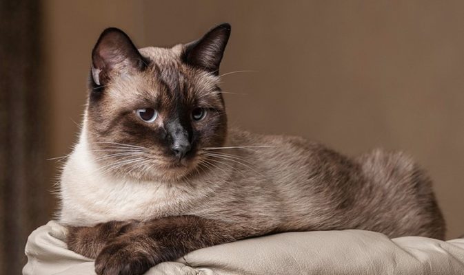 Siamese
