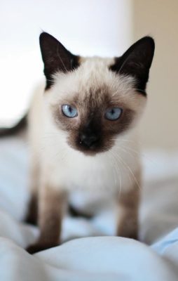 Siamese
