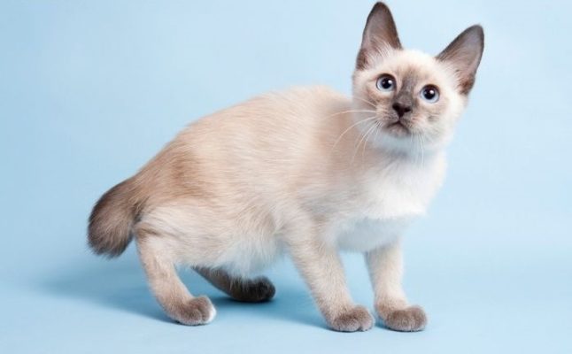 Toybob (Skif-Thai-Don)