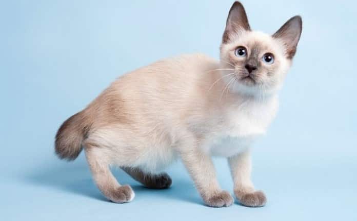 Toybob (Skif-Thai-Don)