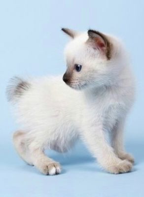 Toybob (Skif-Thai-Don)