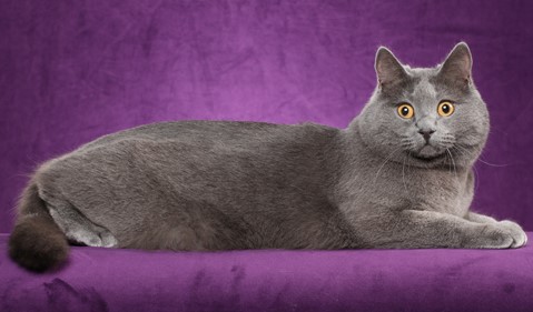 Chartreux