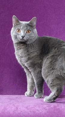 Chartreux
