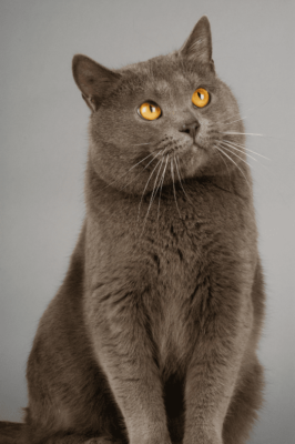 Chartreux