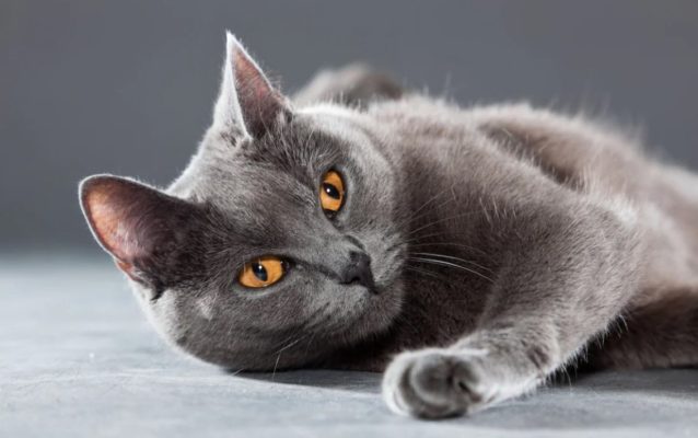 Chartreux