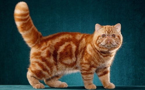 Exotic Shorthair